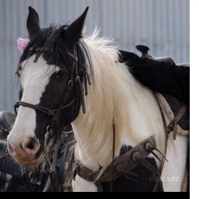 Valach-Irský cob Aristo Van De Cormey Hoeve - foto č. 1