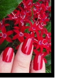 Lak na nehty China Glaze Bing Cherry, odstín fialové a růžové